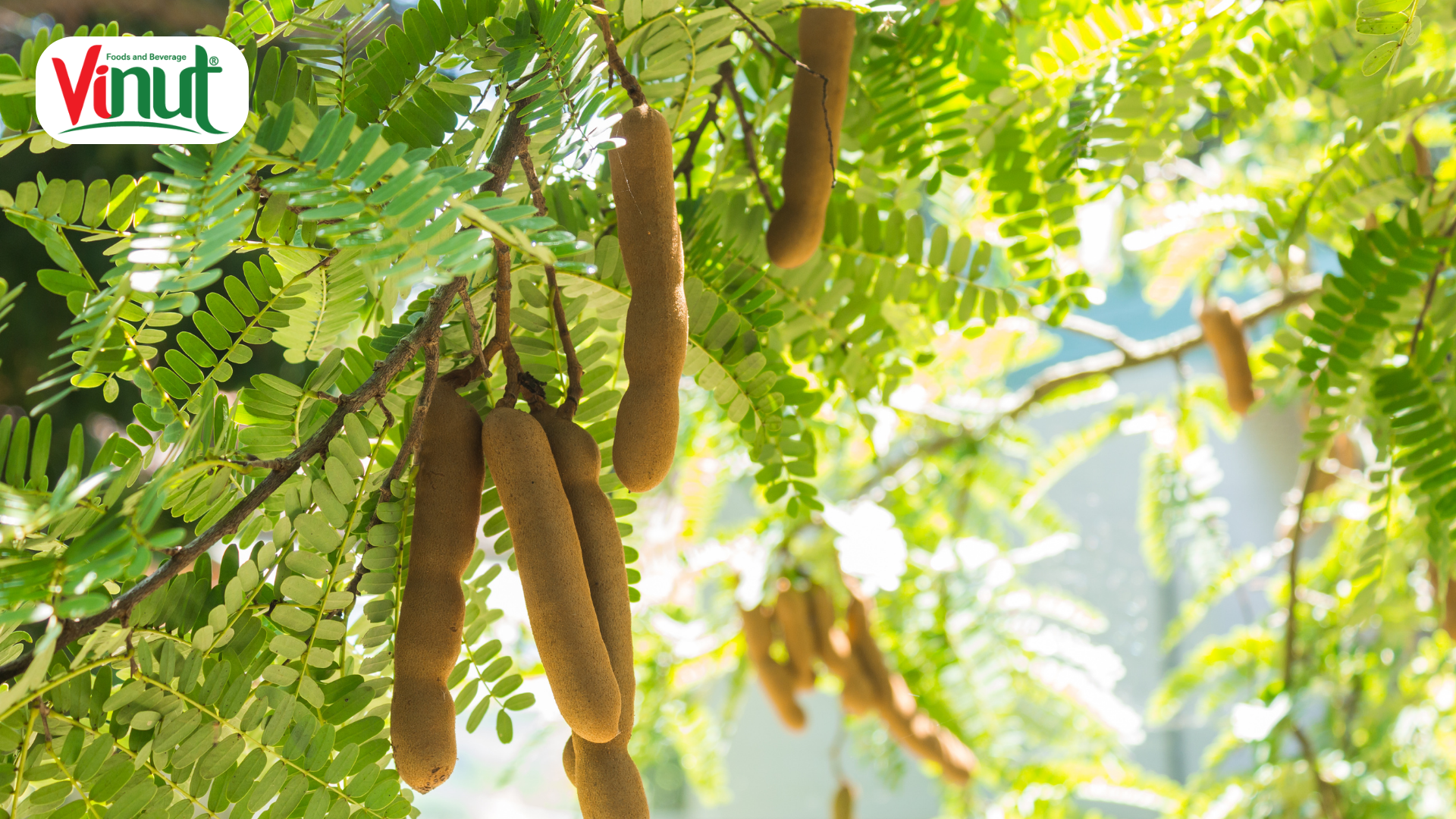 tamarind
