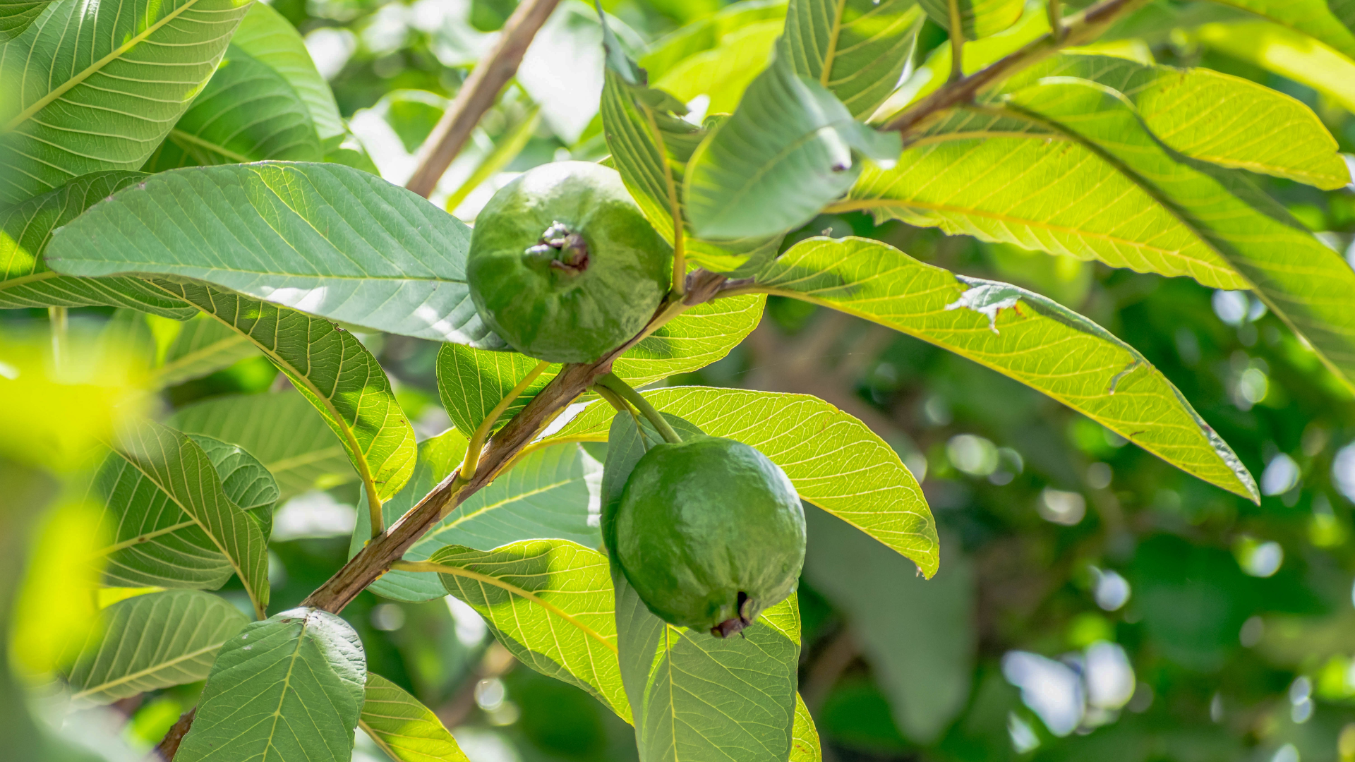 Pink Guava