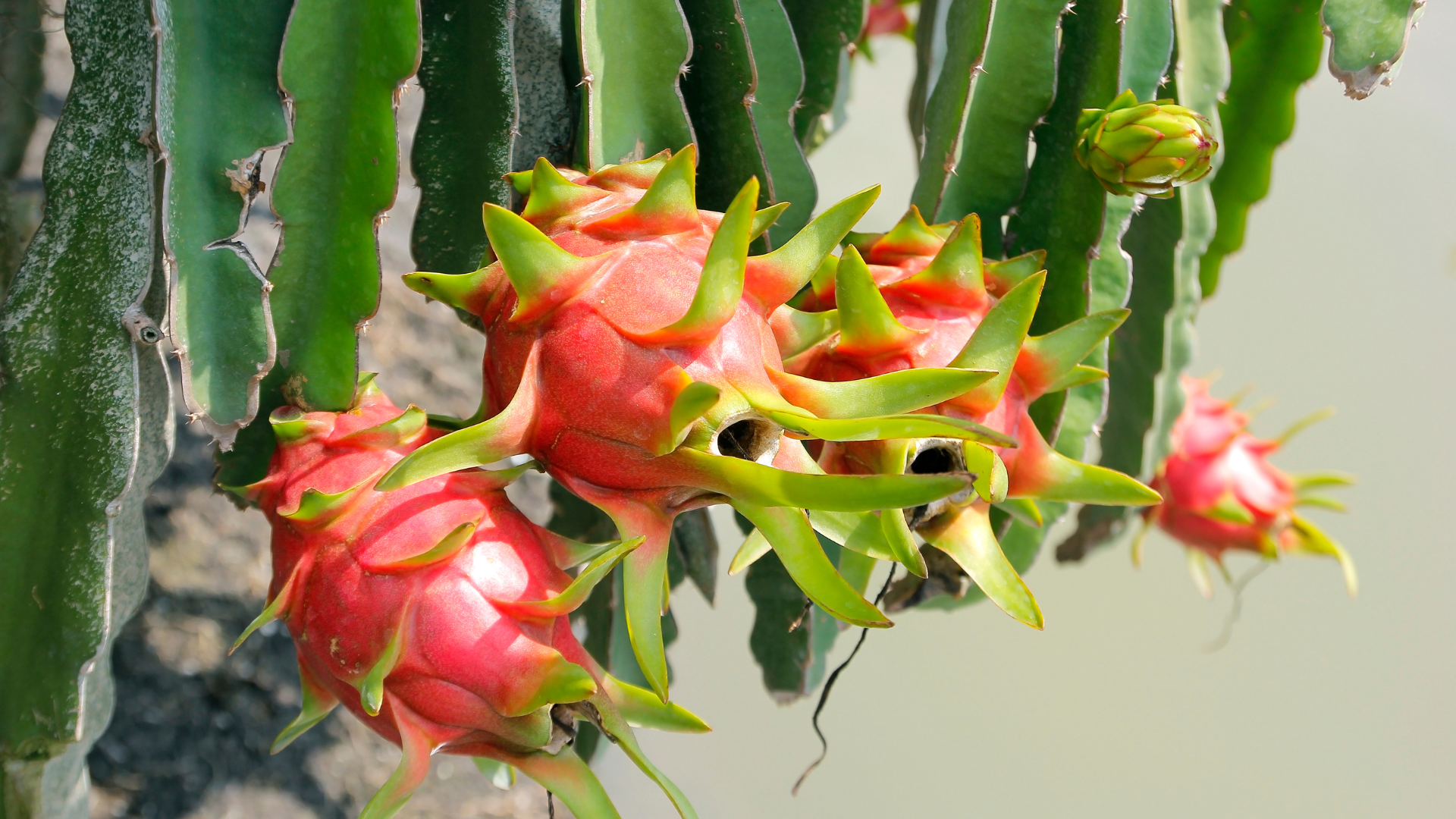 Dragon Fruit