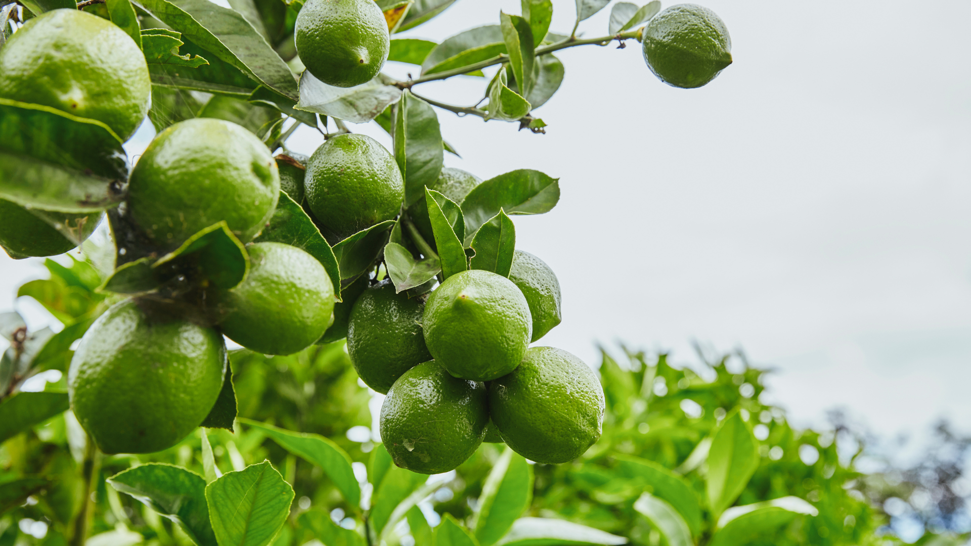 lime