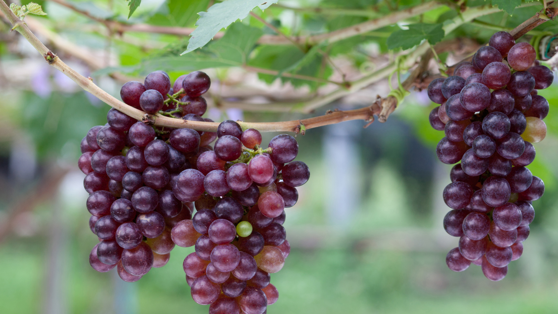red grape