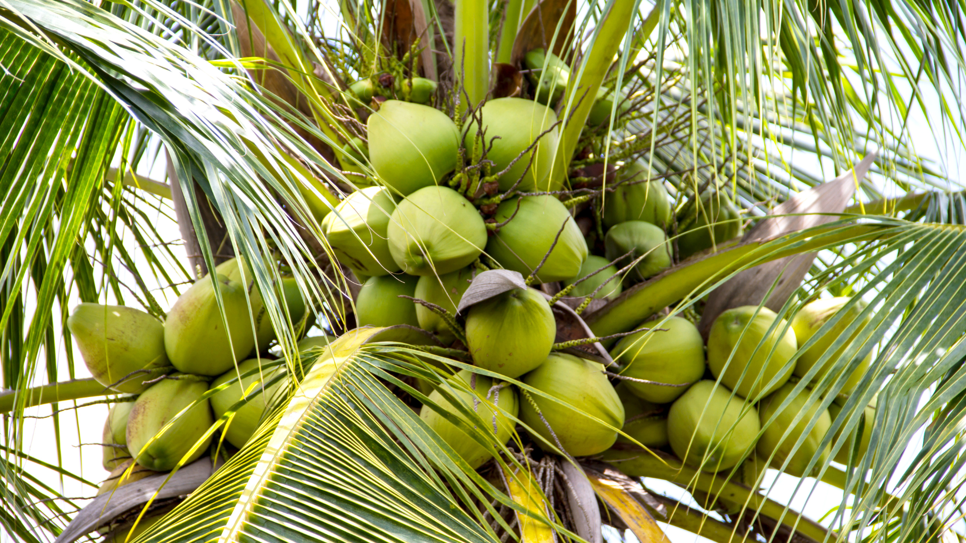 coconut