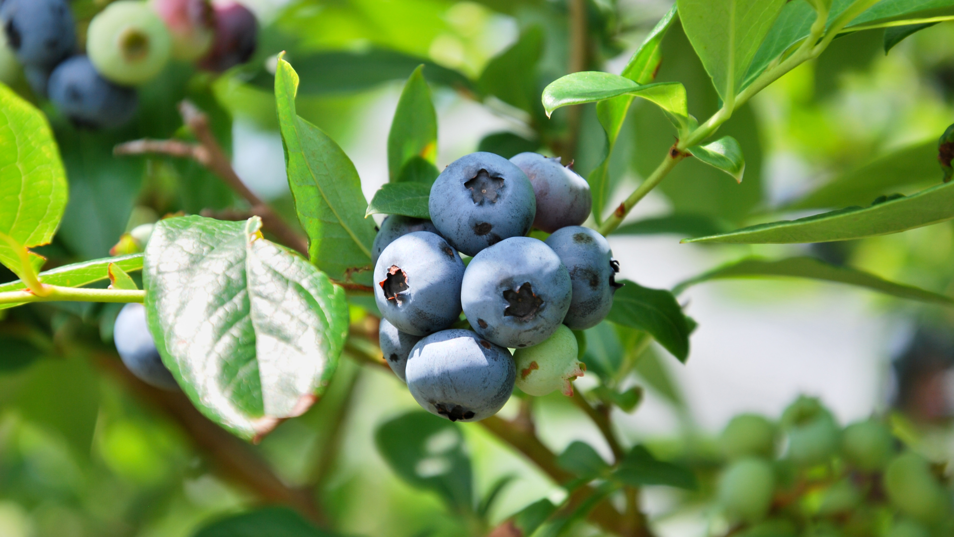 blueberry
