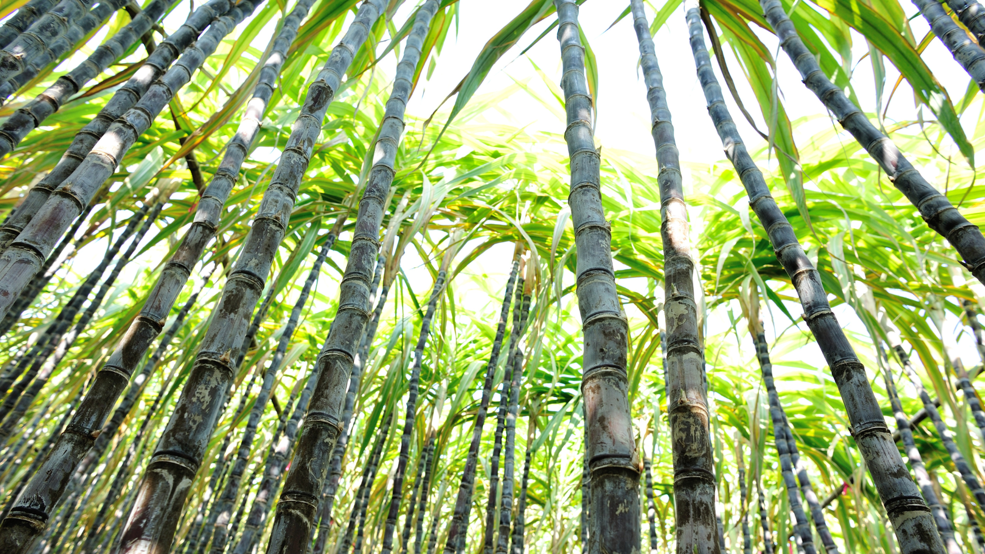 sugarcane