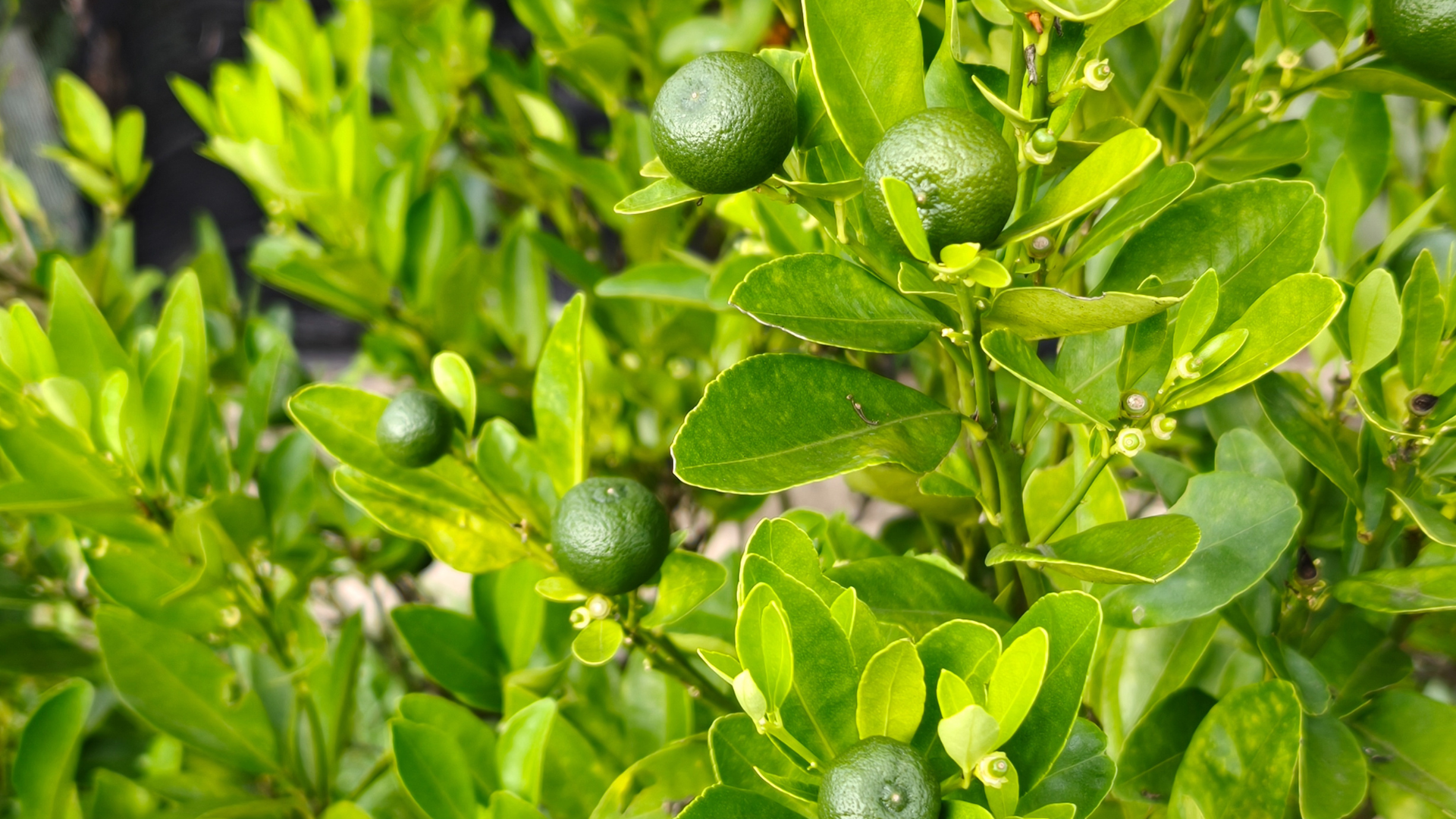 calamansi
