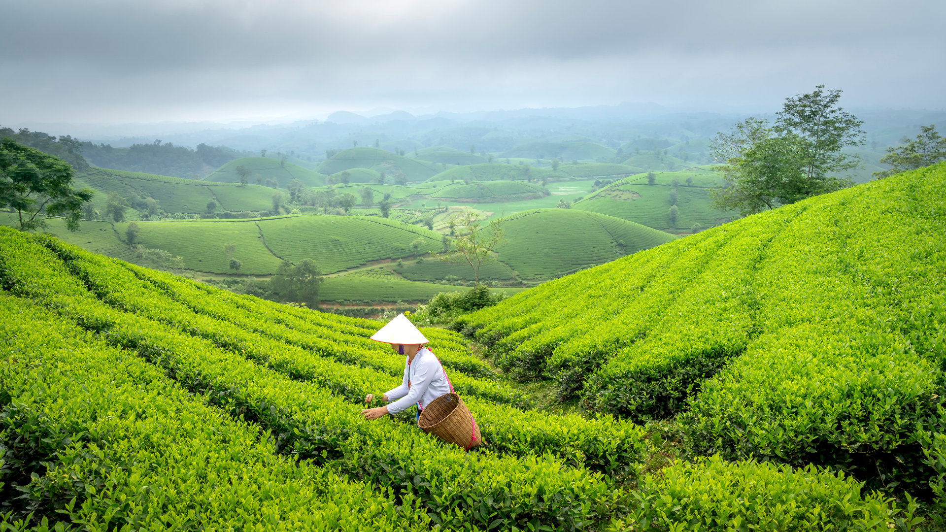 green tea
