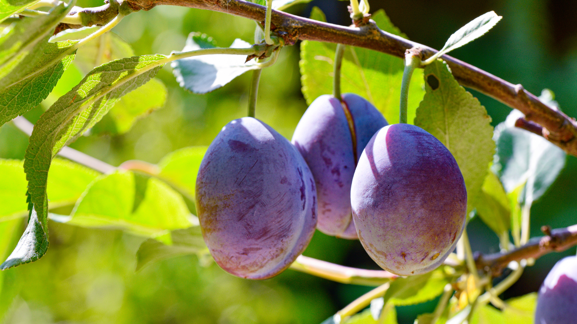 prune