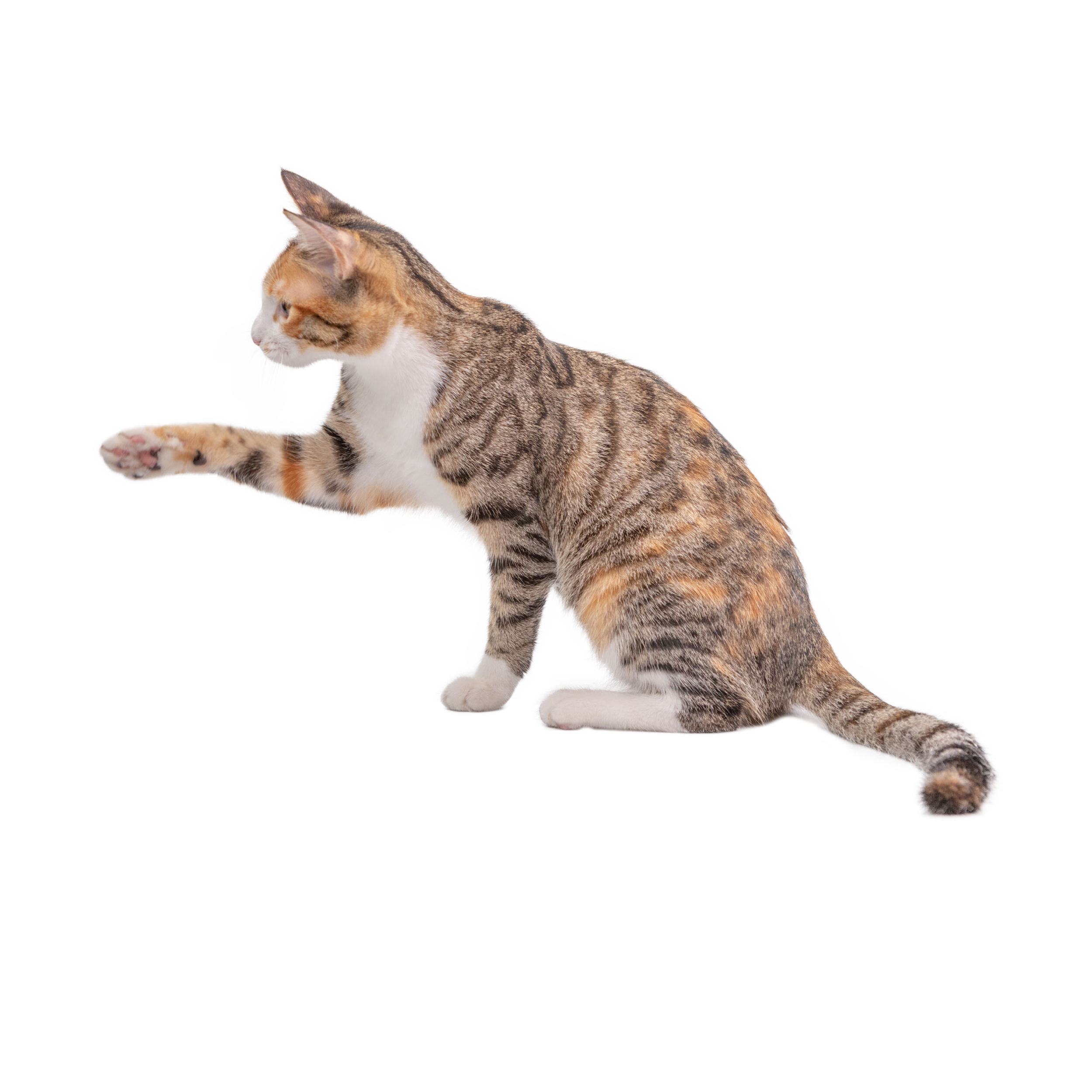 VIPcorel.com-anh-dong-vat%20%281%29.png